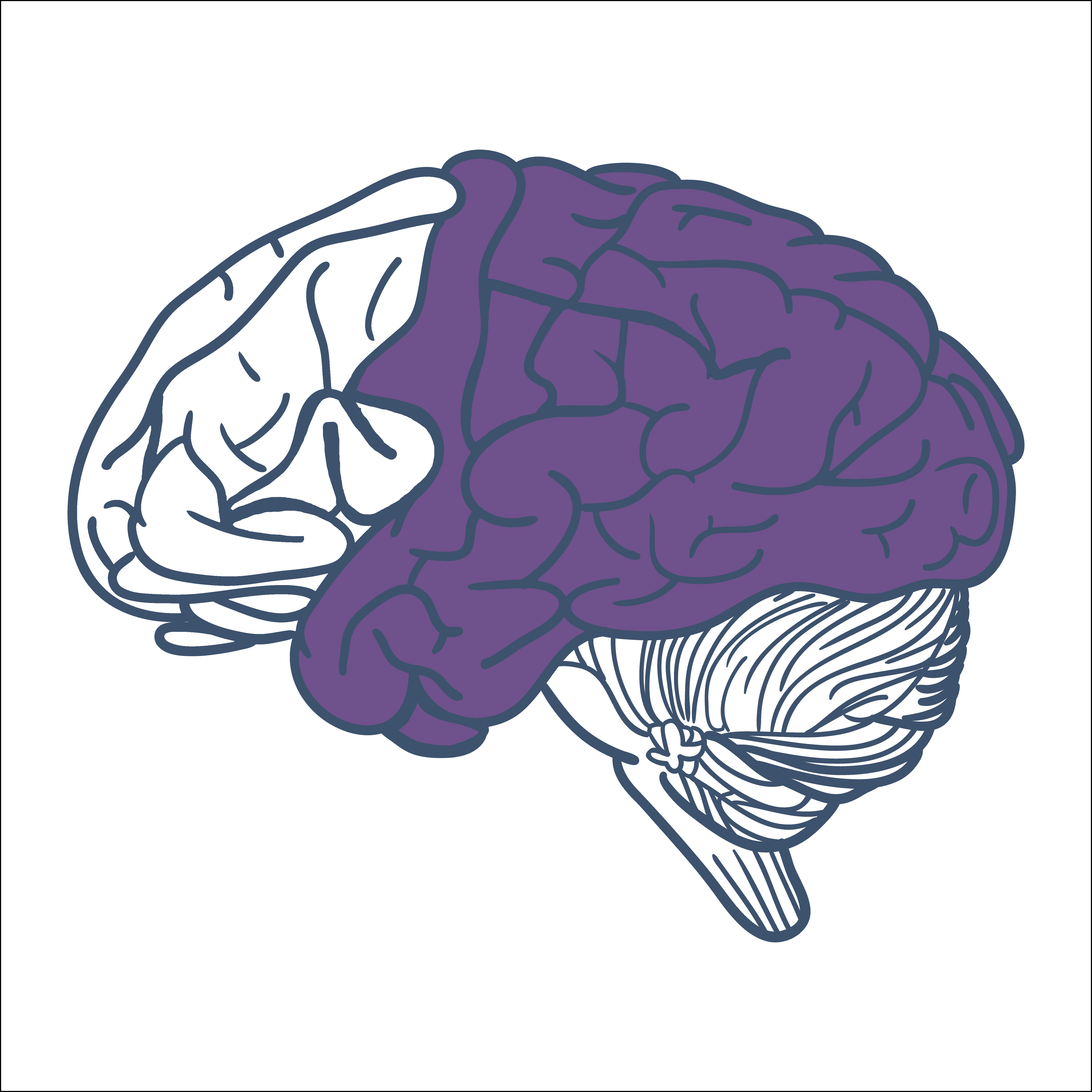 purple circle around affective network part of brain